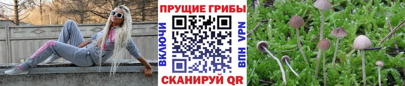 купить   Медынь  Галлюциногенные грибы Cubensis 
